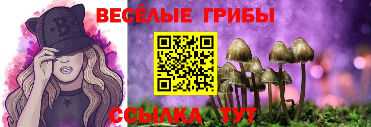 Галлюциногенные грибы Psilocybine cubensis Осинники
